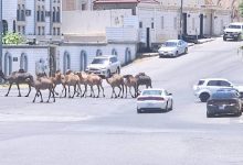 صورة «السائبة» و«النحل» تهددان سكان «العنود وأم السباع» بالطائف  أخبار السعودية