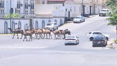 صورة «السائبة» و«النحل» تهددان سكان «العنود وأم السباع» بالطائف  أخبار السعودية