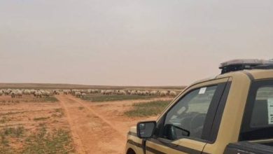 صورة ضبط مواطن مخالف لنظام البيئة لارتكابه مخالفة رعي في محمية الملك عبدالعزيز الملكية  أخبار السعودية