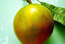صورة فوائد اللوكوما  أخبار السعودية