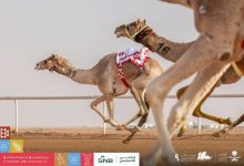 صورة ينطلق في سبتمبر.. 50 مليوناً جوائز مهرجان ولي العهد للهجن  أخبار السعودية