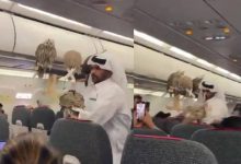 صورة مواطن خليجي يثير الدهشة على متن طائرة بصحبة صقوره  أخبار السعودية