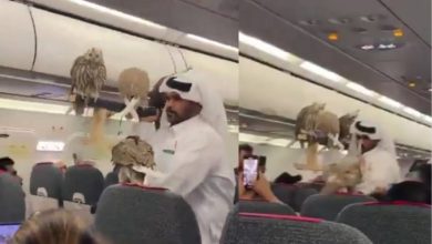 صورة مواطن خليجي يثير الدهشة على متن طائرة بصحبة صقوره  أخبار السعودية