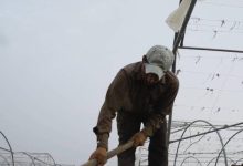 صورة | وزارة العمل توضح حقيقة تصويب أوضاع العمالة الوافدة
