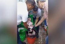 صورة | بلدية الزرقاء تتلف دجاجًا مجهول المصدر ضبط في مركبة غير مبردة.. به حشرات نافقة