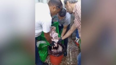صورة | بلدية الزرقاء تتلف دجاجًا مجهول المصدر ضبط في مركبة غير مبردة.. به حشرات نافقة