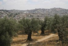صورة | بينها أشجار معمرة.. جرافات الاحتلال تقتلع آلاف أشجار الزيتون شرق رام الله
