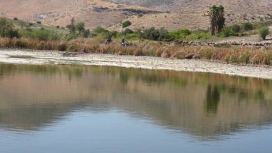 صورة | بعد جفافها.. “سلطة وادي الأردن” تعيد الحياة إلى بركة العرايس في الأغوار الشمالية