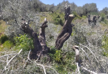 صورة الاحتلال يواصل عدوانه على بلدة المغير شمال شرق رام الله
