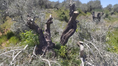 صورة الاحتلال يواصل عدوانه على بلدة المغير شمال شرق رام الله