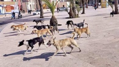 صورة قانون جديد يعاقب كل شخص أطعم حيوانا ضالا بغرامة تصل إلى 3000 درهم