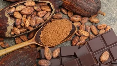 صورة تراجع حصاد الكاكاو في غرب أفريقيا يهدد الإمدادات العالمية.. والأسعار مرشحة للارتفاع