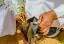 صورة زراعة أكثر من 7.5 ملايين شجرة ضمن مبادرة “أرض القصيم خضراء”