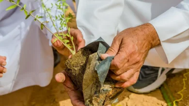 صورة زراعة أكثر من 7.5 ملايين شجرة ضمن مبادرة “أرض القصيم خضراء”