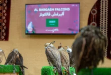 صورة “مزرعة سعودية” تشارك بـ111 صقرًا في المزاد الدولي لمزارع إنتاج الصقور 2025