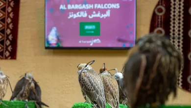 صورة “مزرعة سعودية” تشارك بـ111 صقرًا في المزاد الدولي لمزارع إنتاج الصقور 2025