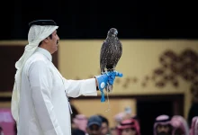 صورة بيع صقرين بـ180 ألف ريال في الليلة الأولى لمنصة المزاد الدولي لمزارع إنتاج الصقور 2025