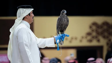 صورة بيع صقرين بـ180 ألف ريال في الليلة الأولى لمنصة المزاد الدولي لمزارع إنتاج الصقور 2025