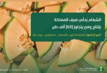 صورة أكثر من 63.1 ألف طن سنويا.. «الشمّام» يُحلّي صيف المملكة بإنتاج وفير
