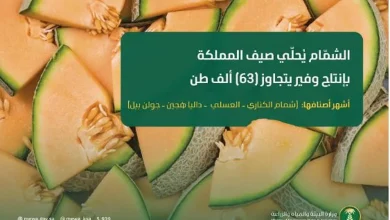 صورة أكثر من 63.1 ألف طن سنويا.. «الشمّام» يُحلّي صيف المملكة بإنتاج وفير