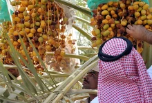 صورة الإرشاد الزراعي تحث على تجنب خلط التمور المتساقطة أسفل النخيل بالسليمة  