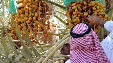 صورة الإرشاد الزراعي تحث على تجنب خلط التمور المتساقطة أسفل النخيل بالسليمة  