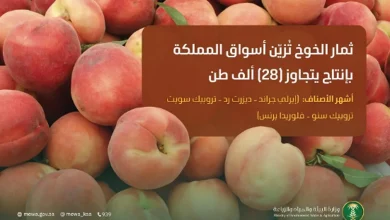 صورة ثمار الخوخ تُزيّن أسواق المملكة.. وإنتاجها المحلي يتجاوز 28 ألف طن
