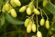 صورة مستخلص وزيت النيم بديل آمن لمكافحة الآفات والحفاظ على البيئة