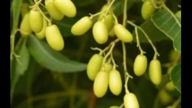 صورة مستخلص وزيت النيم بديل آمن لمكافحة الآفات والحفاظ على البيئة