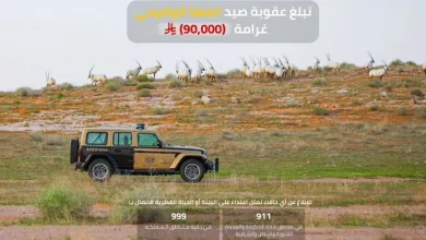 صورة «الأمن البيئي»: 90 ألف ريال عقوبة صيد المها العربي