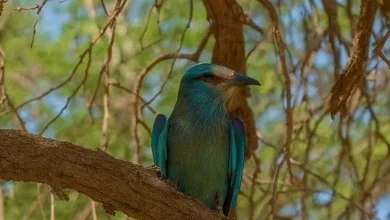 صورة طائر الشقراق الأوروبي يحل ضيفًا بمحمية الإمام تركي بن عبدالله الملكية  