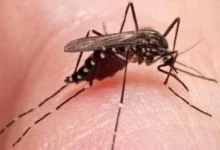 صورة CDC تحذر من السفر إلى الصين بسبب شيكونجونيا.. جميع المعلومات حول الفيروس وطرق الوقاية