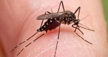 صورة CDC تحذر من السفر إلى الصين بسبب شيكونجونيا.. جميع المعلومات حول الفيروس وطرق الوقاية