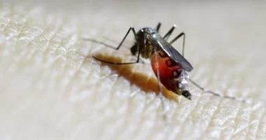 صورة علماء صينيون يطورون نظام مراقبة عاجل للسيطرة على الأمراض التي ينقلها البعوض