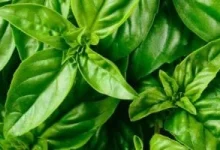 صورة دراسة: هذا المشروب يخفض التوتر بنسبة 36% ويحسن النوم