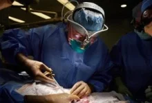 صورة تطوير خلايا مناعية لتقليل رفض الأعضاء الجديدة بعد زراعتها