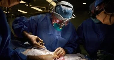 صورة تطوير خلايا مناعية لتقليل رفض الأعضاء الجديدة بعد زراعتها