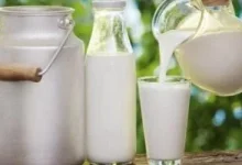 صورة اكتشف تأثير البكتيريا النافعة في الألبان المتخمرة