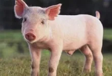 صورة للمرة الأولى نجاح تجربة زراعة رئة خنزير لمريض متوفى دماغياً