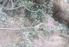 صورة نخلة تنهي حياة سيدة في طاطا