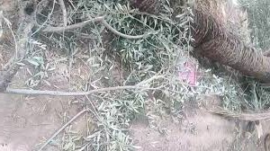 صورة نخلة تنهي حياة سيدة في طاطا