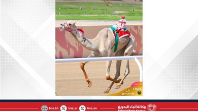 صورة “الشاهينية” و”صمصام” يبصمان على تألق الهجن البحرينية في مهرجان ولي العهد السعودي
