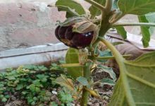 صورة 3 فوائد صحية مذهلة للباذنجان الأسود