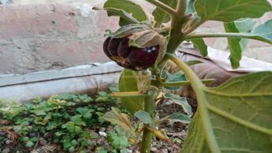 صورة 3 فوائد صحية مذهلة للباذنجان الأسود
