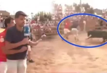 صورة فيديو حقق 8 ملايين مشاهدة.. ثور يهاجم مراسلا تلفزيونيا على الهواء وهذا
