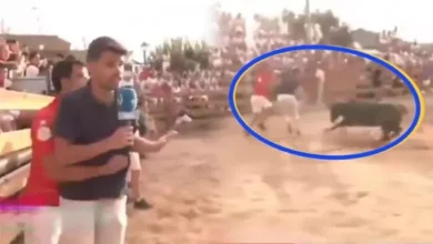 صورة فيديو حقق 8 ملايين مشاهدة.. ثور يهاجم مراسلا تلفزيونيا على الهواء وهذا