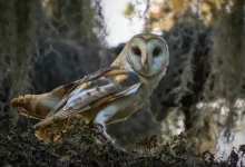 صورة أفضل السمع في العالم الحيواني.. من يسمع ما لا نسمعه نحن؟