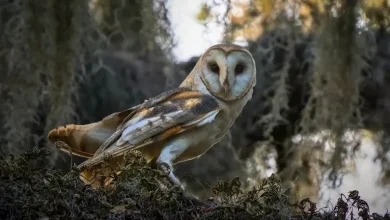 صورة أفضل السمع في العالم الحيواني.. من يسمع ما لا نسمعه نحن؟