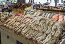 صورة 83 جنيها لكيلو البلطي.. أسعار الأسماك في سوق العبور 4-9-2025