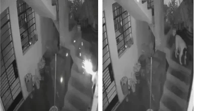 صورة “الحيوان البطل”.. كلبة تنقذ عائلة من انفجار منزل بطريقة ذكية (فيديو)